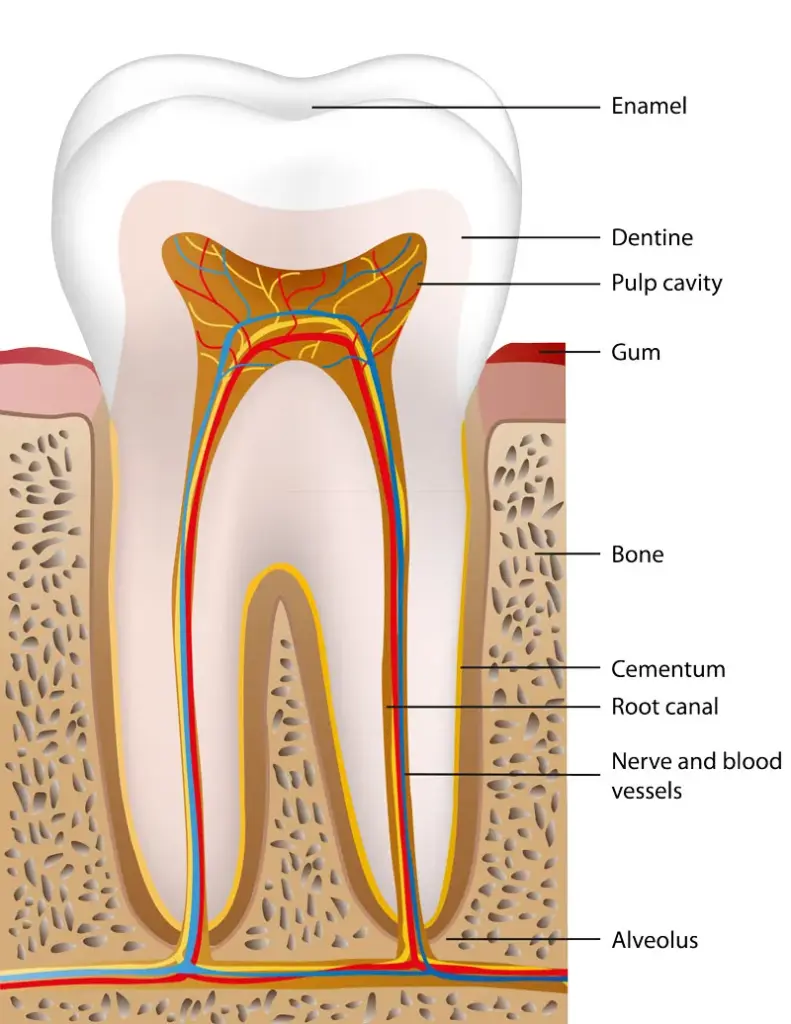 Cement in dentistry