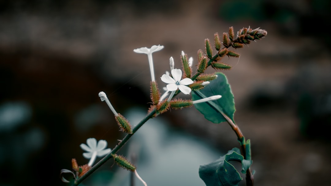 Photo Toothbrush Flowers